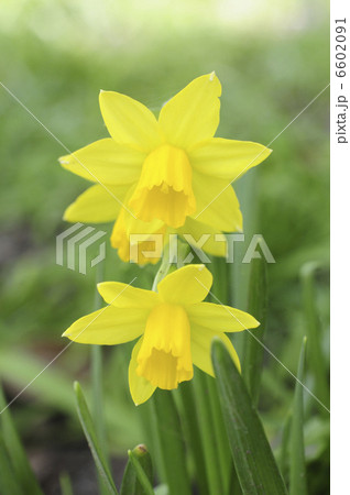 スイセン‘ティタティト’の花 6602091