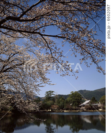 大沢池の春 6602097