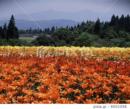 スカシユリ 6602098