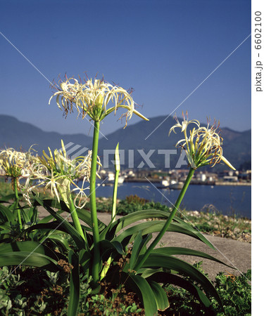 ハマユウ 6602100