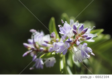 ヘーベ‘ブールダーレイク’の花 6602104