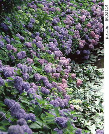 摩耶山のアジサイ 6602114