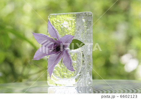 新緑の中のガラス花瓶に生けたクレマチス 6602123
