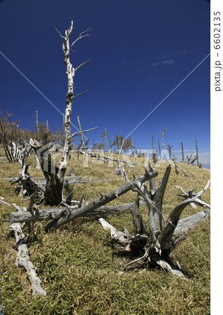 立ち枯れのトウヒとイトザサの原 6602135