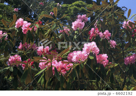 シャクナゲ 6602192