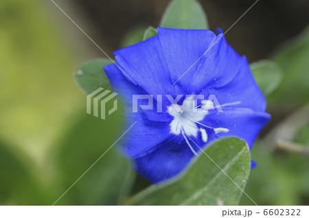 コンボルブルスの花 コンボルブルスの花 6602322