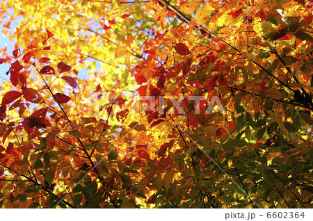 紅葉 6602364