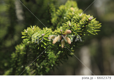 ウラジロモミの雄花 6602379