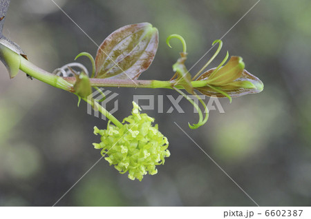 サルトリイバラの花の写真素材