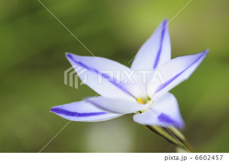 ハナニラの花 6602457