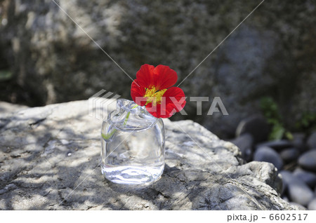 ガラス花瓶に入れた花ノウゼンハレン 6602517