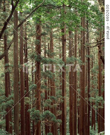 羽黒山の杉林 羽黒山の杉林 6602630