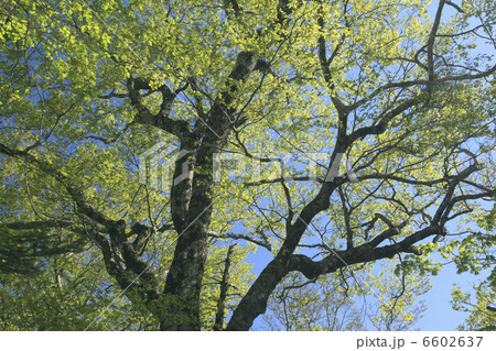 ぶなの新緑 ぶなの新緑 6602637