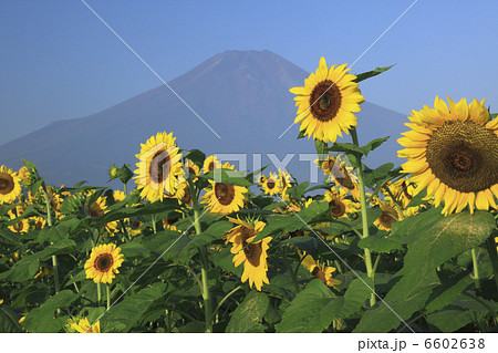 ヒマワリと富士山 ヒマワリと富士山 6602638