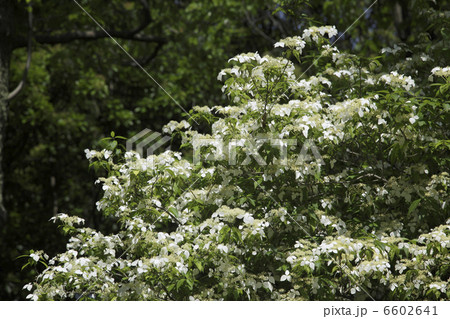 ガクウツギ ガクウツギ 6602641