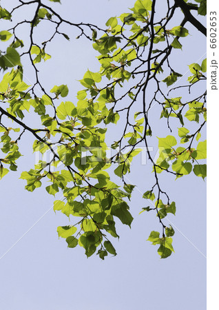 シナノキの若葉と新緑 6602653
