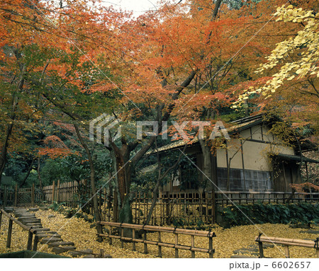 三渓園　臨春閣の秋 6602657