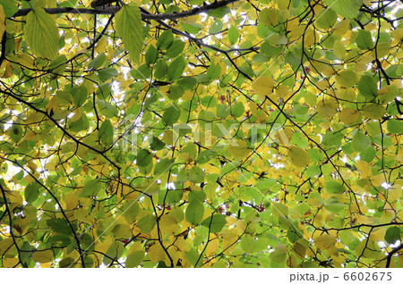 紅葉 6602675