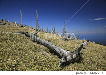 立ち枯れのトウヒとイトザサの原 6602764