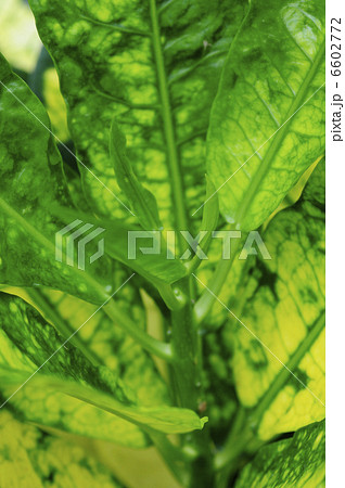 葉 葉 6602772