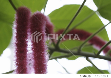 ベニヒモノキの花 6602801