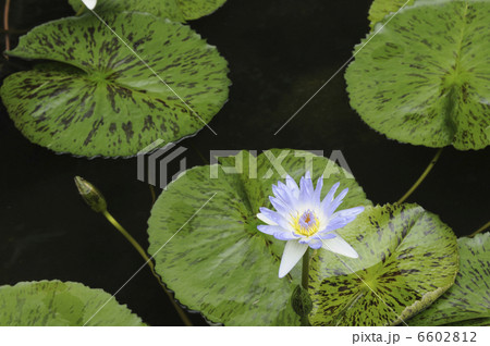 睡蓮の花 睡蓮の花 6602812