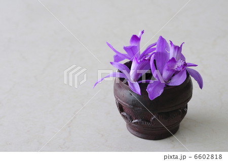 木の器に入れた花シラン 6602818