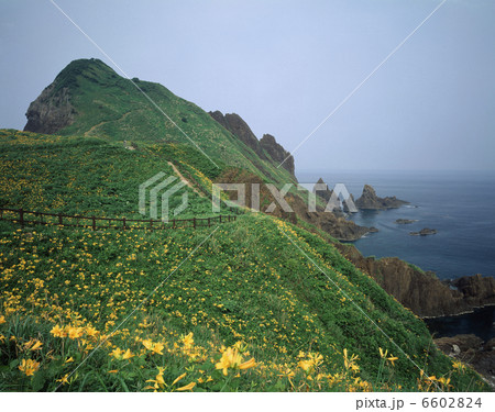 大野亀のキバナカンゾウ 6602824