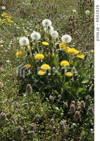 たんぽぽ 6602826
