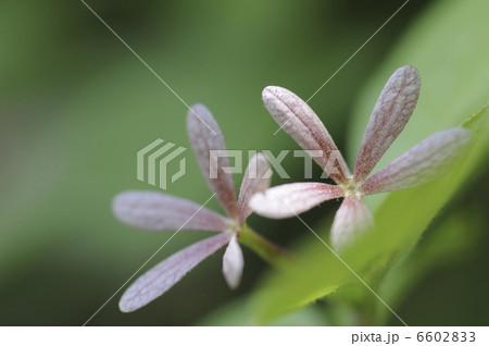 ツクバネウツギの花 6602833