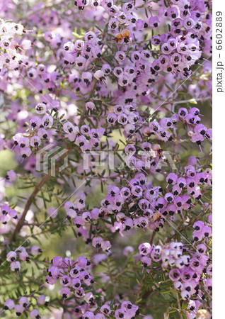 ジャノメエリカの花 6602889