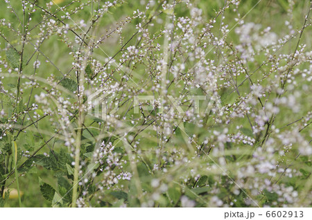 ヌスビトハギの花 6602913