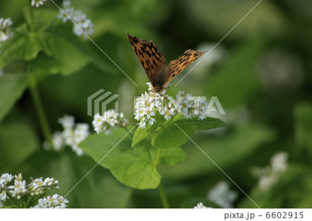 ソバの花とキタテハ 6602915
