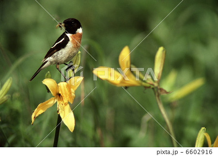 ノビタキ 6602916