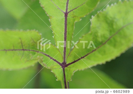 葉 葉 6602989
