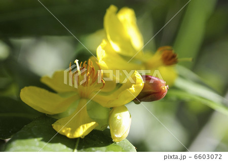 Ochna kirkiii oliveの花 6603072