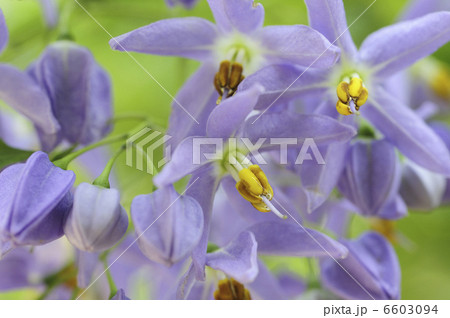 ソラヌム、シーフォシアヌムの花 6603094