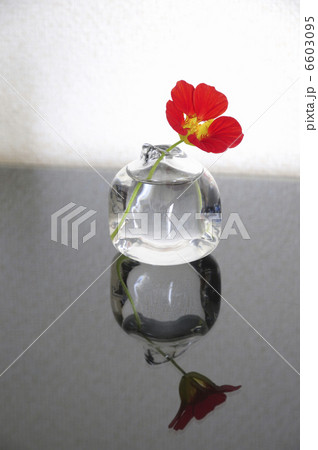 ガラス花瓶に入れた花ノウゼンハレン 6603095