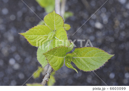 アマチャの若葉と新芽 アマチャの若葉と新芽 6603099