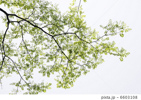ムクノキの若葉と新緑 6603108