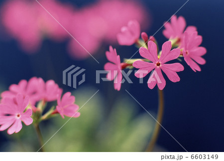 サクラソウ サクラソウ 6603149