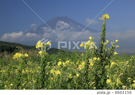 マツヨイグサと富士山 マツヨイグサと富士山 6603156