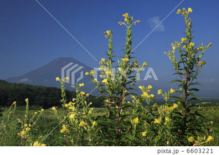 マツヨイグサと富士山 6603221