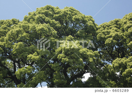 クスノキの新緑 クスノキの新緑 6603289