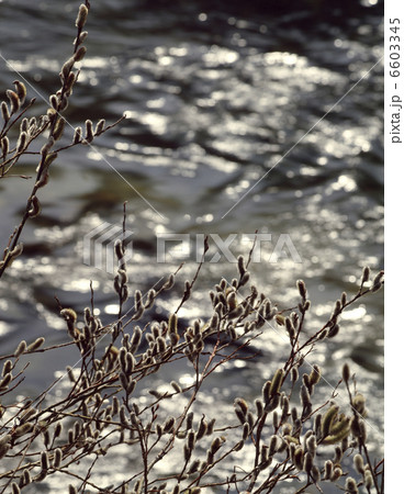 ネコヤナギ ネコヤナギ 6603345