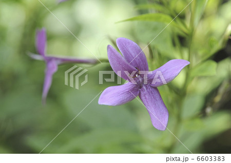 プセウデランセムム ラクシフロールムの花 プセウデランセムム ラクシフロールムの花 6603383