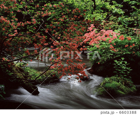 ツツジ咲く奥入瀬 6603388