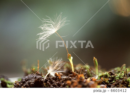 タンポポの発芽 タンポポの発芽 6603412