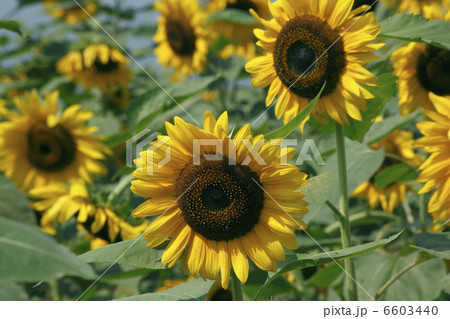 ひまわり 6603440