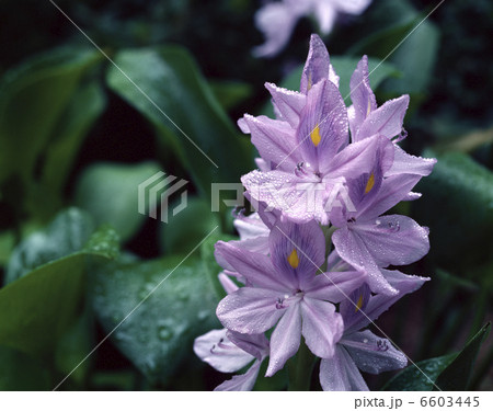 ホテイアオイ 6603445